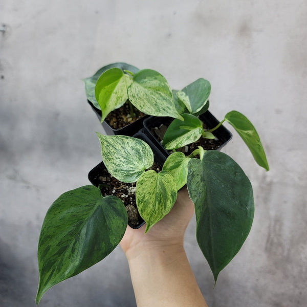 philodendron hederaceum var. oxycardium variegated PHILODENDRON HEDERACEUM VARIEGATED