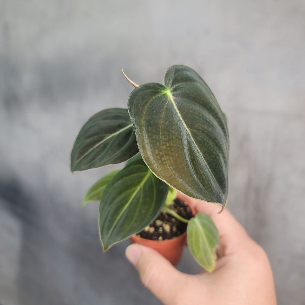 COLLECTOR PLANTS - PHILODENDRON MELANOCHRYSUM - 2