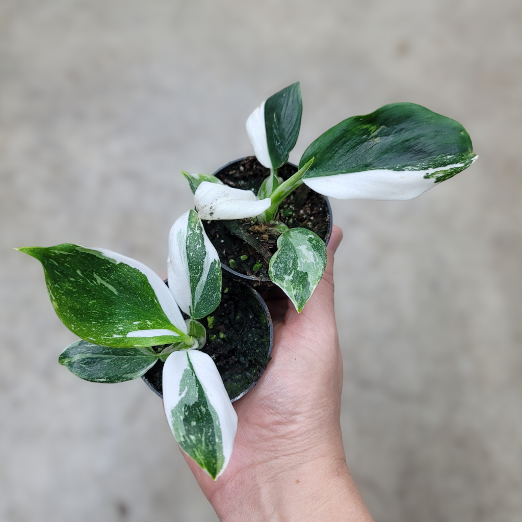 COLLECTOR PLANTS - PHILODENDRON WHITE PRINCESS - 2"