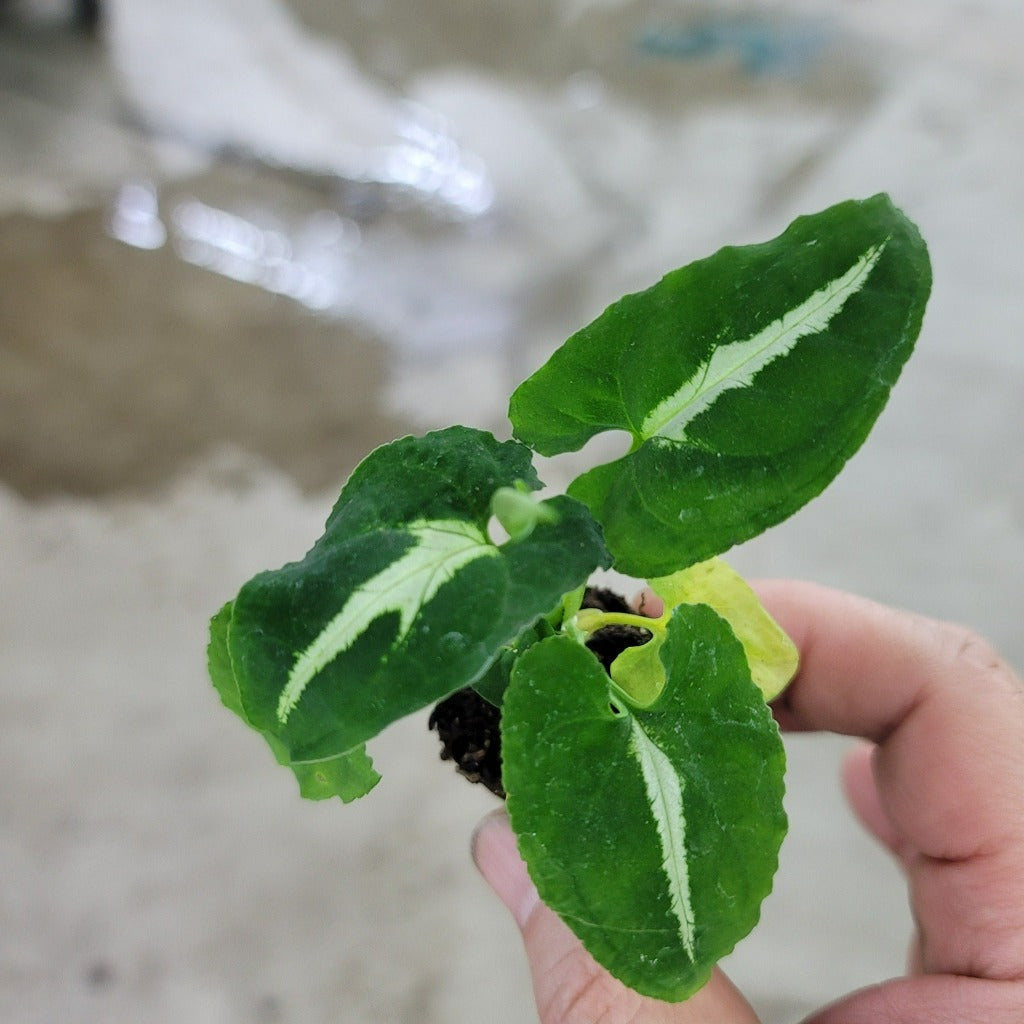 COLLECTOR PLANTS - SYNGONIUM WENDLANDII - START