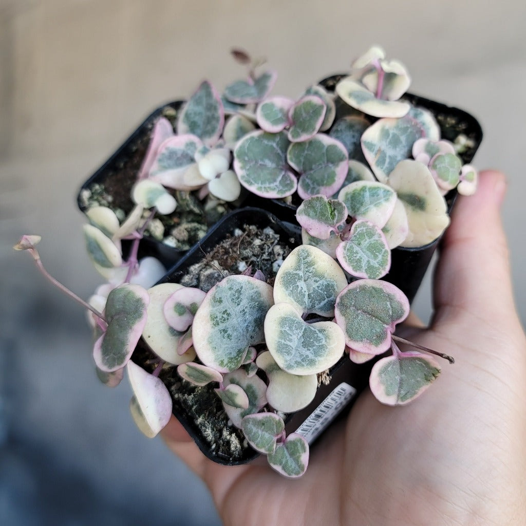 String of Hearts variegated - 2