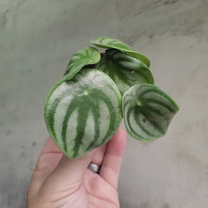 Peperomia argyreia - 2"