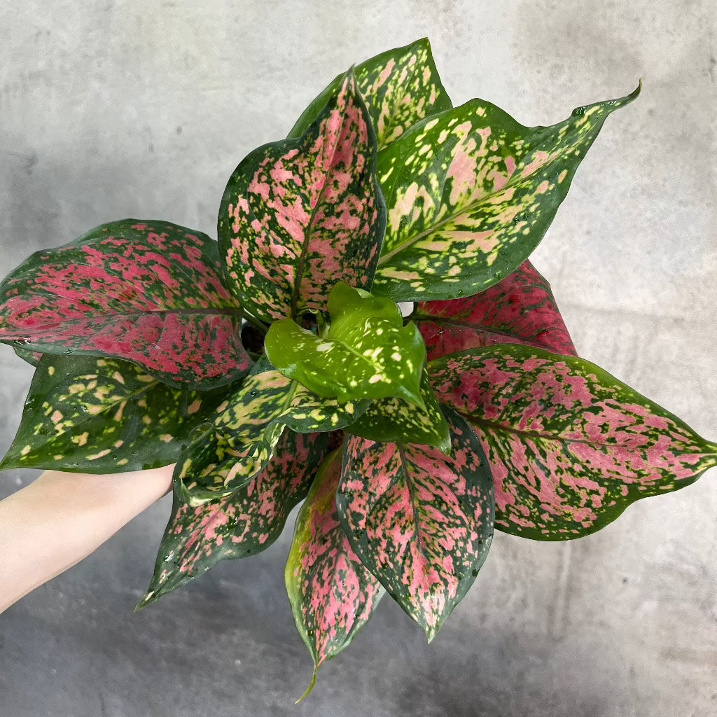 HOUSEPLANTS - AGLAONEMA LADY VALENTINE - 5"