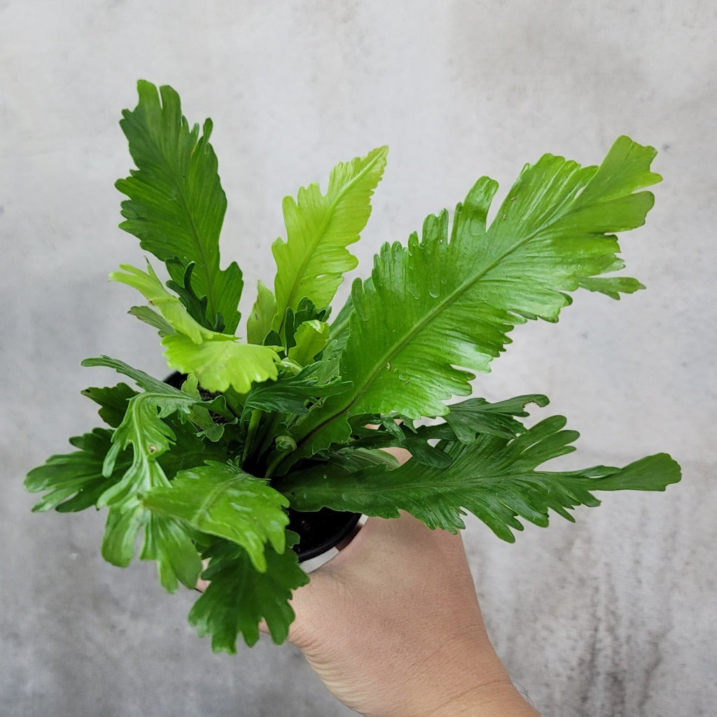 Nidus Riley Asplenium Nidus