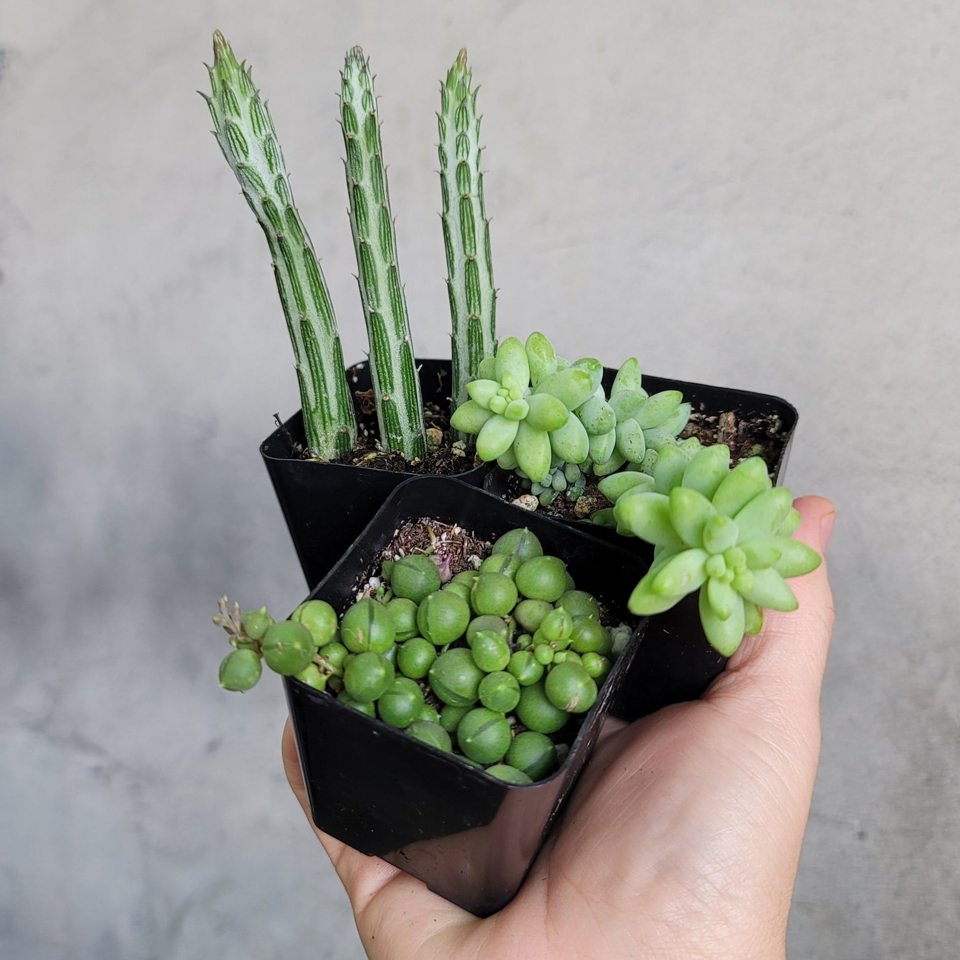peace by peace succulents Assorted succulents