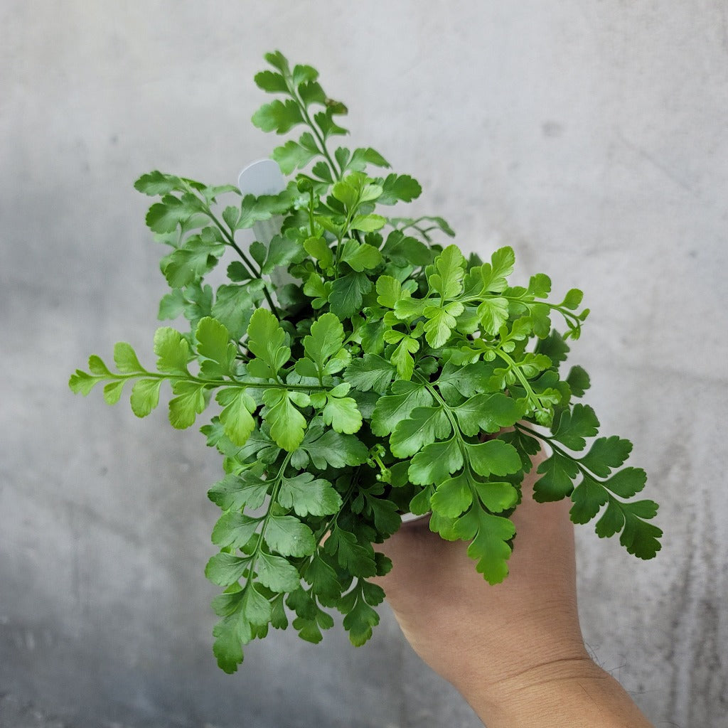 HOUSEPLANTS - AUSTRAL GEM FERN - 4"
