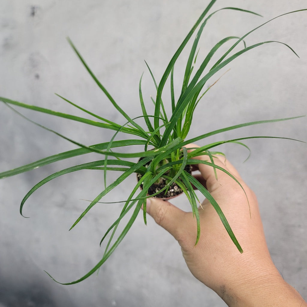 HOUSEPLANTS - BEAUCARNEA RECURVATA - 2"