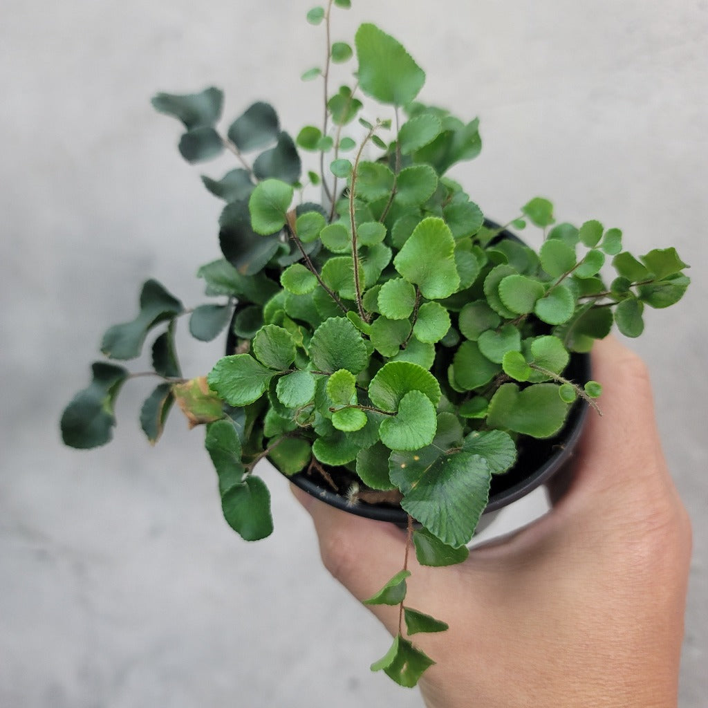 HOUSEPLANTS - BUTTON FERN - 4"