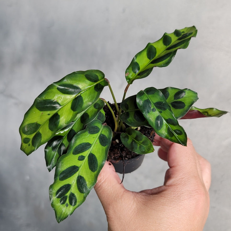 HOUSEPLANTS - CALATHEA LANCIFOLIA - 2"
