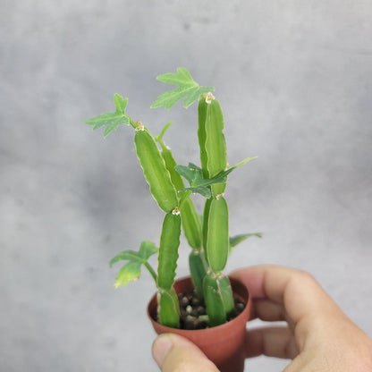 cissus succulent Cissus quadrangularis