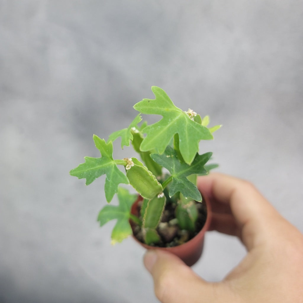 HOUSEPLANTS - CISSUS QUADRANGULARIS - 2"