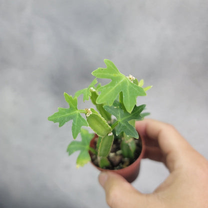 HOUSEPLANTS - CISSUS QUADRANGULARIS - 2"