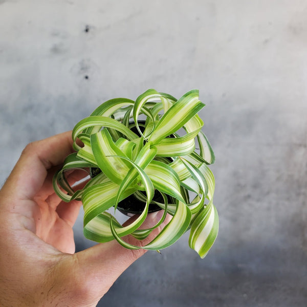 Curly Spider Plant bonnie Starter Plant ALL STARTER PLANTS 