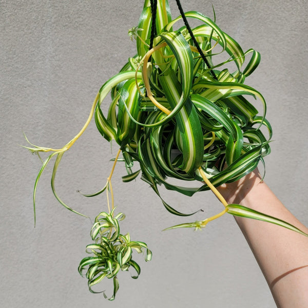 Curly Spider Plant bonnie Starter Plant ALL STARTER PLANTS 