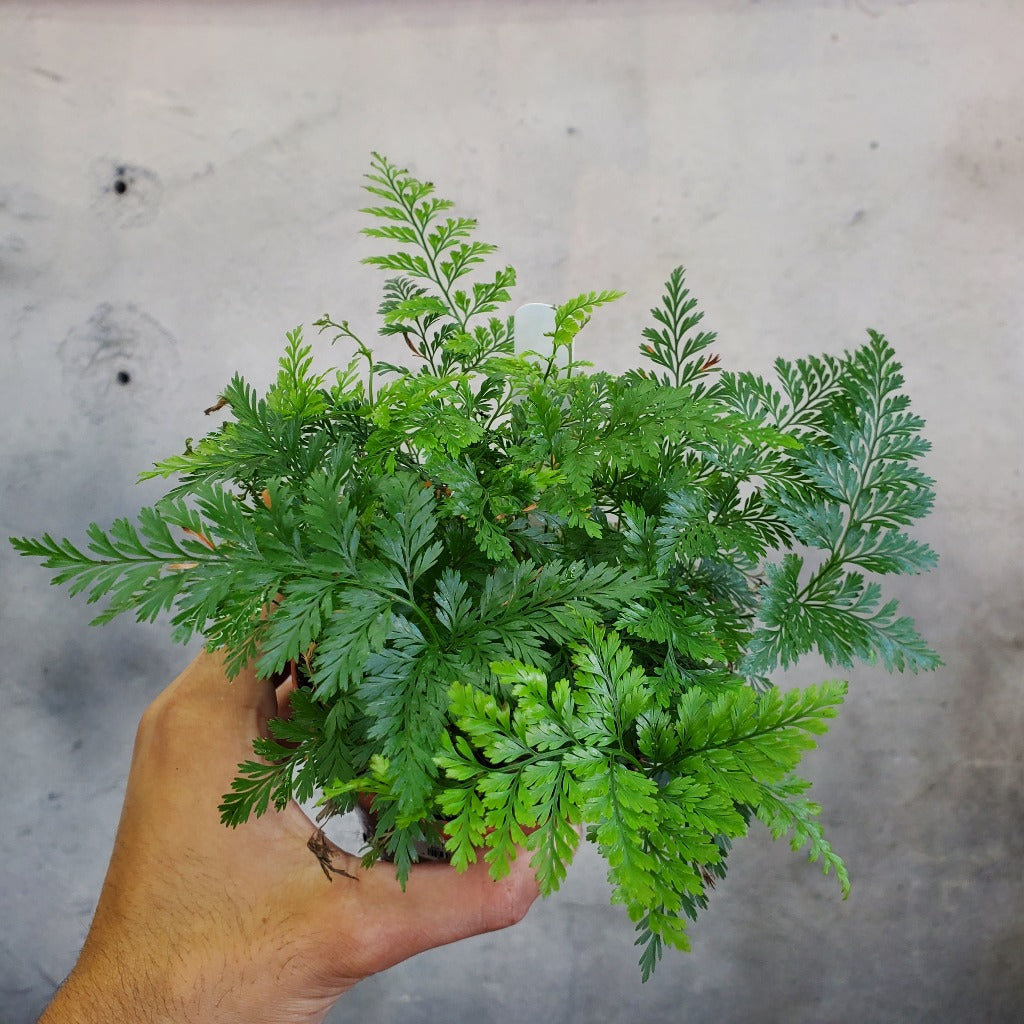 HOUSEPLANTS - DAVALLIA FEJEENSIS (RABBIT'S FOOT FERN) - 4"