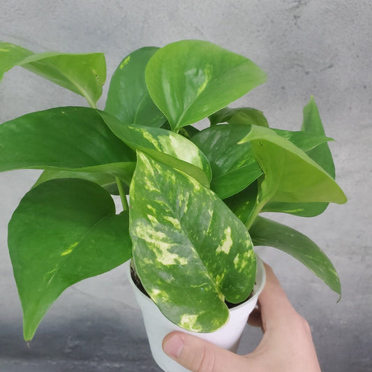 sunshine pothos Epipremnum Sunshine Goddess