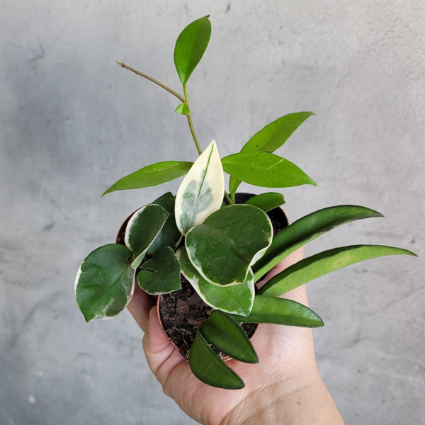 houseplants-hoya-asst-2-