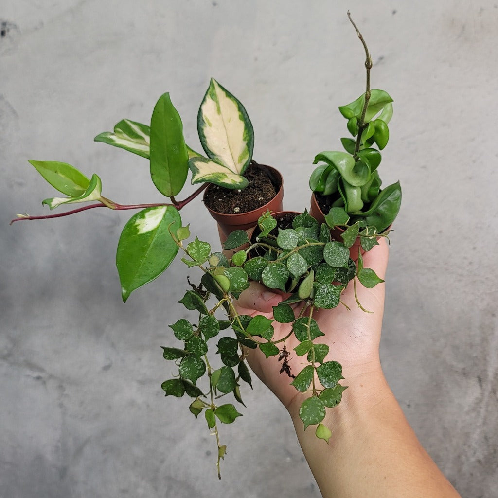 HOUSEPLANTS - HOYA ASST - 2"
