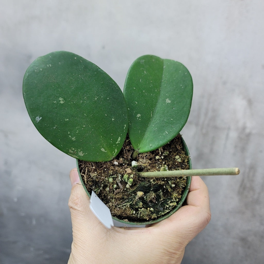 HOUSEPLANTS - HOYA OBOVATA - 4"