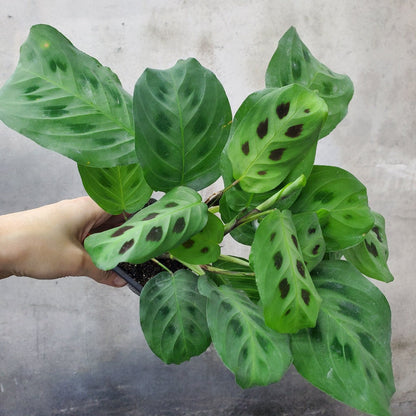 HOUSEPLANTS - MARANTA LEUCONEURA KIM - 3"