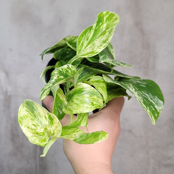 marble queen.pothos Pothos 'Marble Queen'