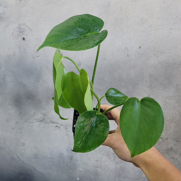 Monstera Deliciosa Split Leaf Philodendron - Swiss Cheese Plant