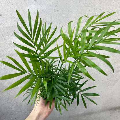 HOUSEPLANTS - NEANTHE BELLA PALM - 3"