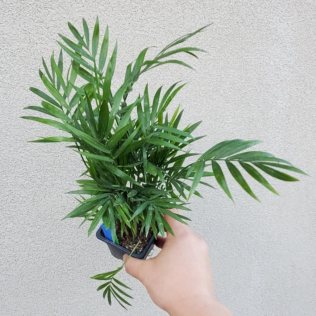 HOUSEPLANTS - NEANTHE BELLA PALM - 3"