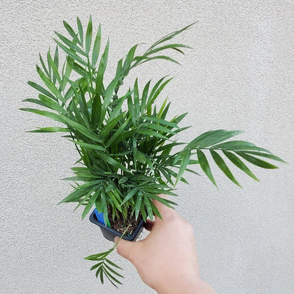 HOUSEPLANTS - NEANTHE BELLA PALM - 3"