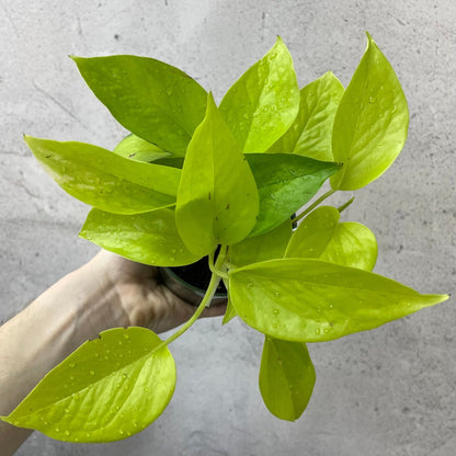 HOUSEPLANTS - NEON POTHOS - 4"