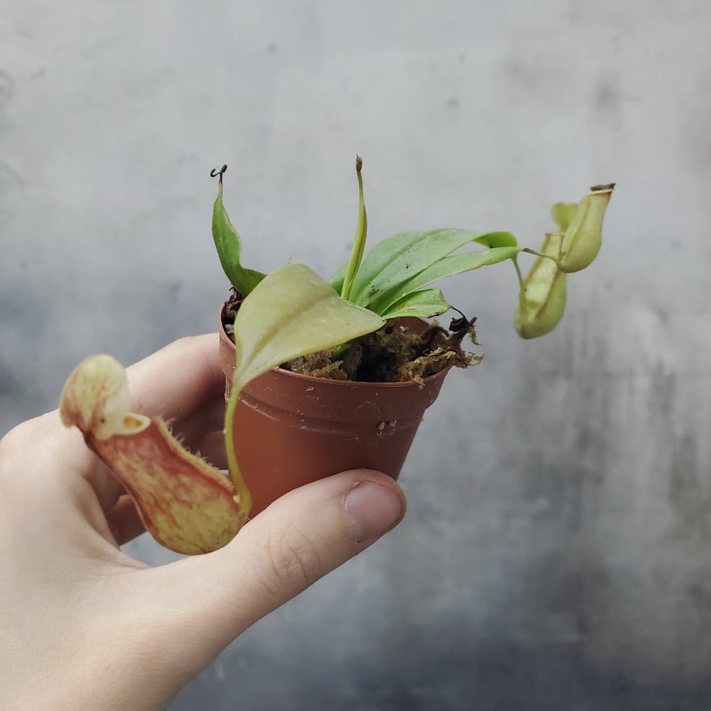 HOUSEPLANTS - NEPENTHES ASSORTED - 2