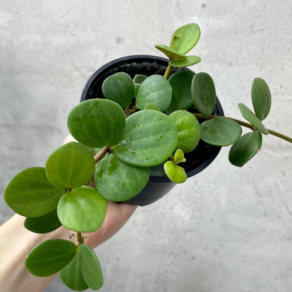 Trailing Peace HANGING / TRAILING PLANTS – Peace, Love & Happiness Club