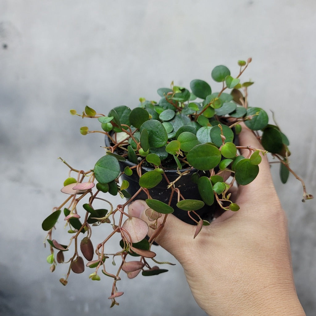 HOUSEPLANTS - PEPEROMIA PEPPERSPOT - 4"