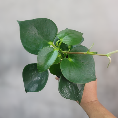 philodendron raindrop 6p! Peperomia polybotra Raindrop /Tropical