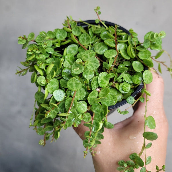 peperomia prostrata variegata String of Turtles 4in