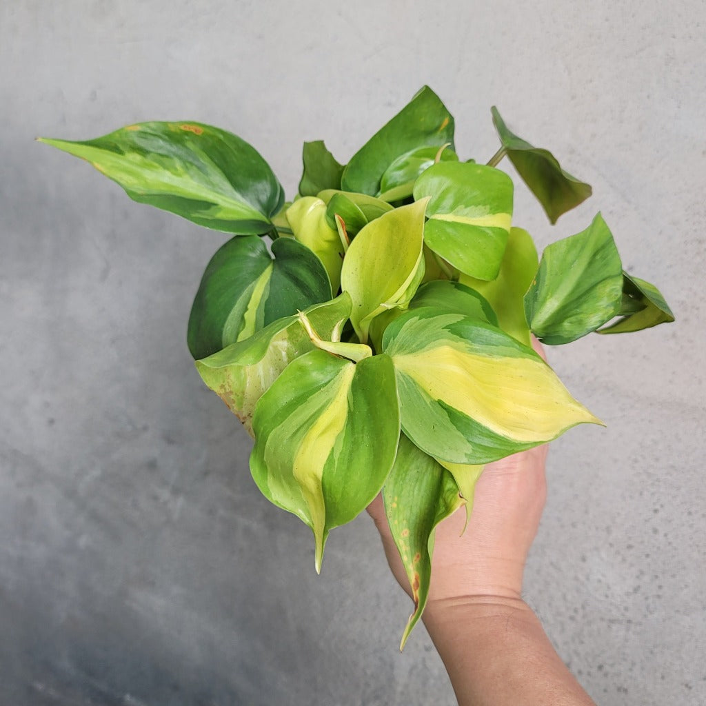 Philodendron hederaceum ' Brasil' - 6
