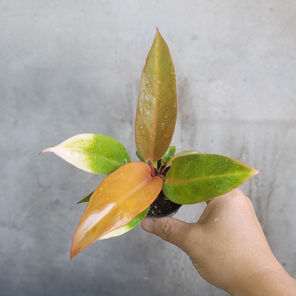 Philodendron 'Prince of Orange' - 2
