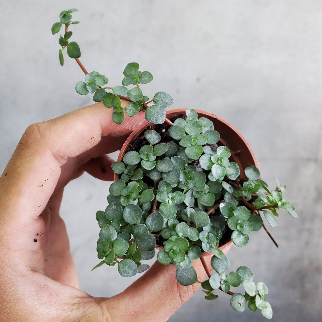 HOUSEPLANTS - PILEA SILVER SPARKLE - 2"