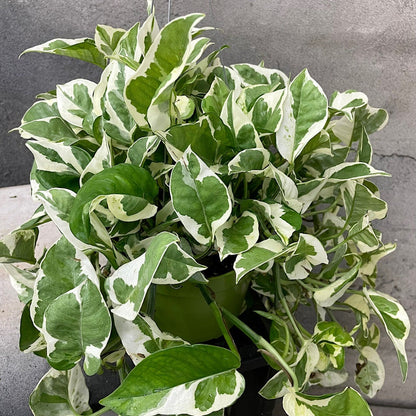 njoy pothos near me Pothos Njoy
