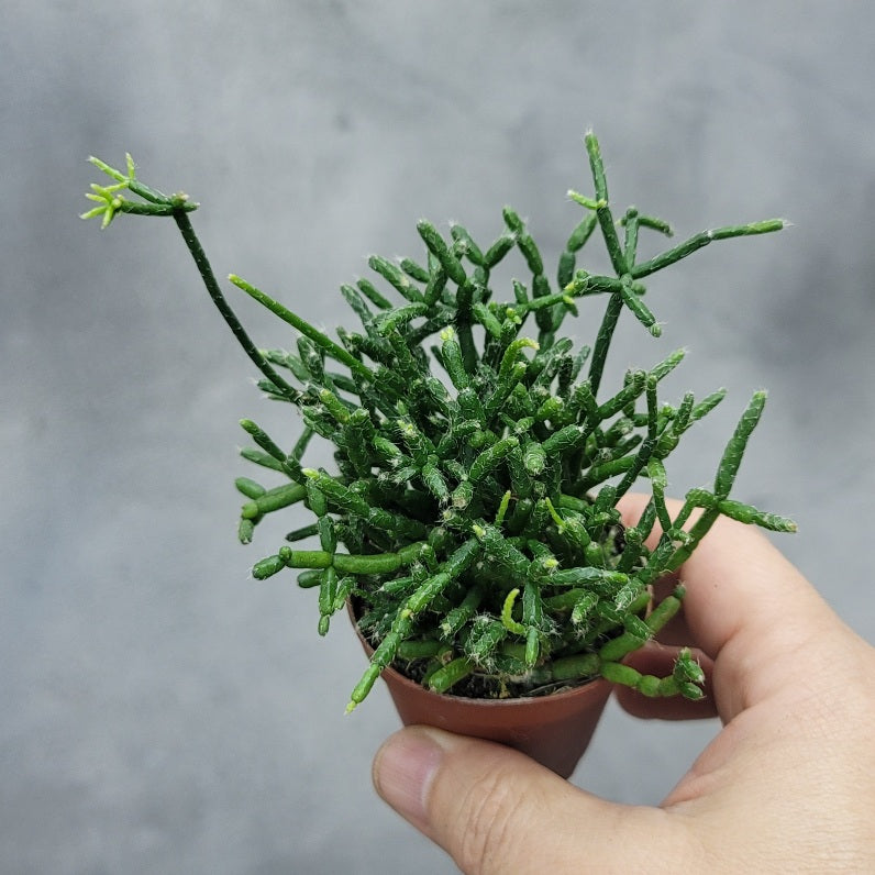 rhipsalis indoor plant Rhipsalis 2in Baccifera