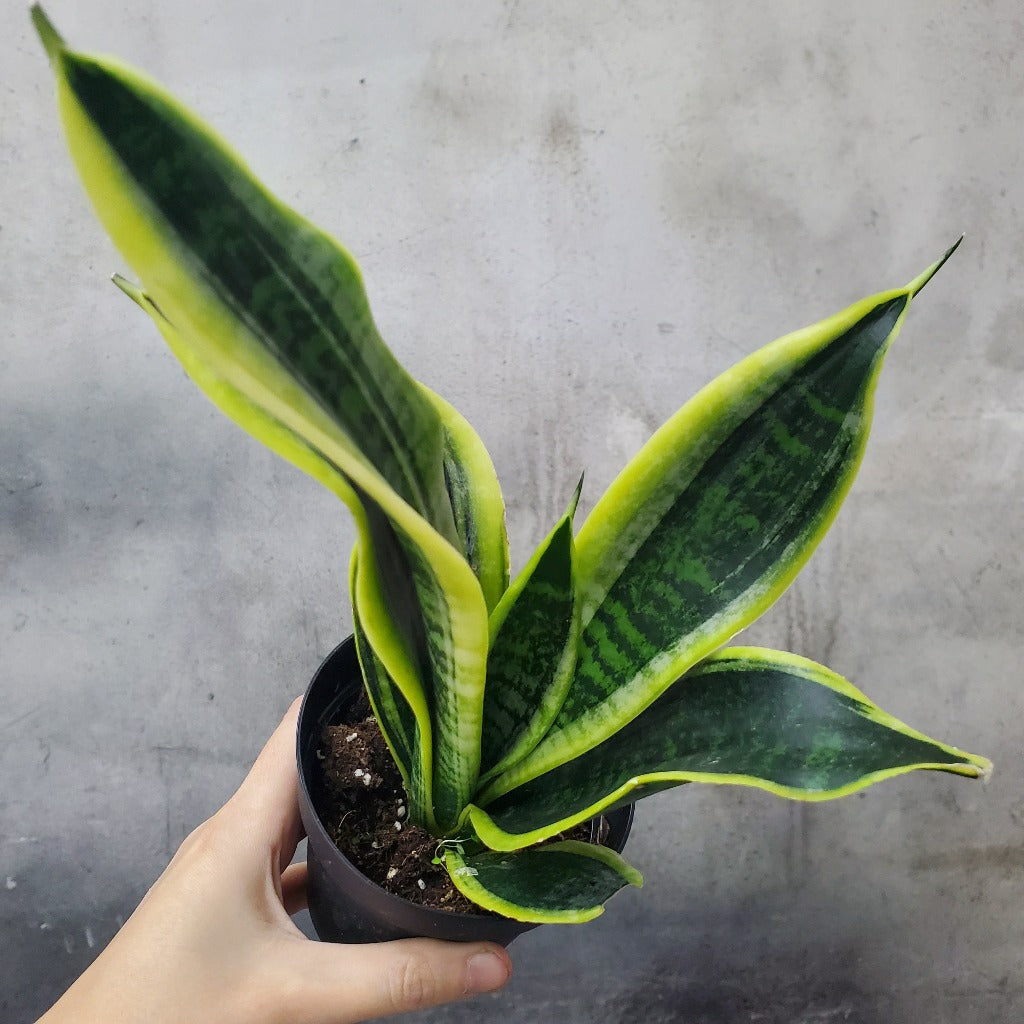 HOUSEPLANTS - SANSEVIERIA FUTURA SUPERBA - 4"