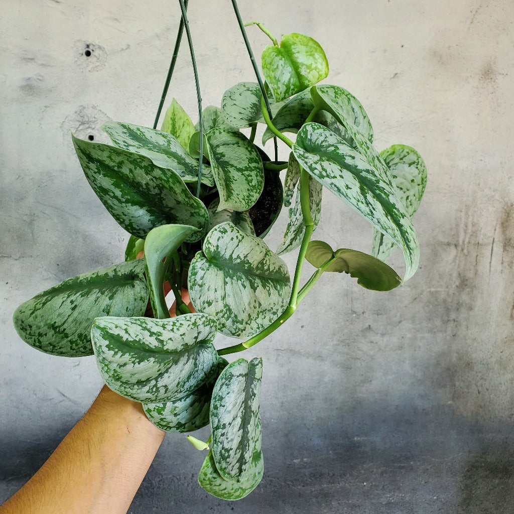 HANGING PLANTS Peace Love Happiness Club hanging-plants-peace-love-happiness-club