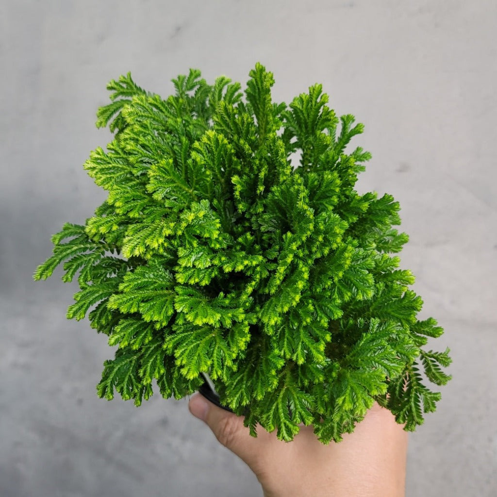 HOUSEPLANTS - SELAGINELLA TAMARISCINA WHITE TIPS - 4"