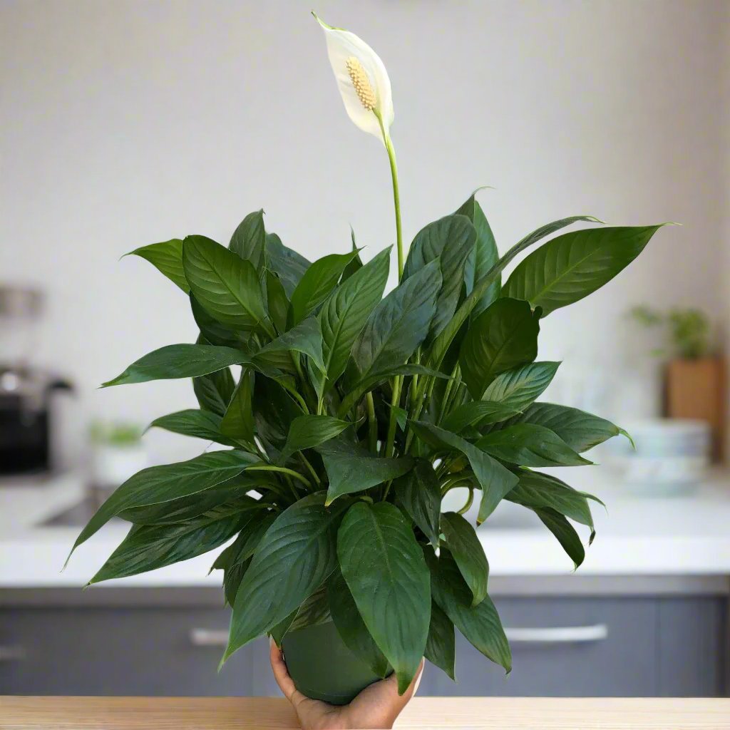 Spathiphyllum assorted - 6