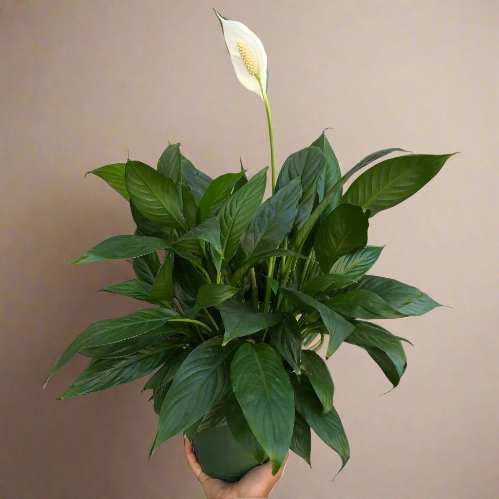 HOUSEPLANTS - SPATHIPHYLLUM "PEACE LILY" - 10"