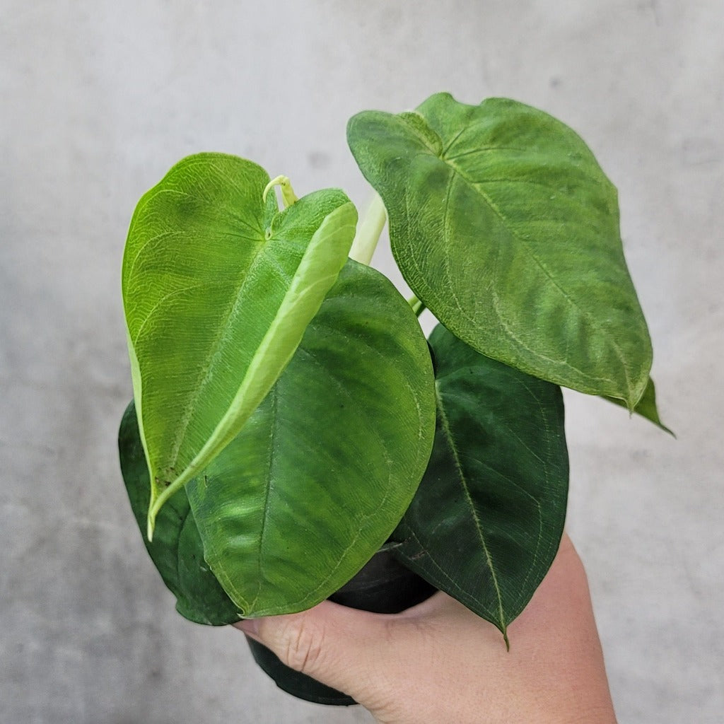 HOUSEPLANTS - SYNGONIUM MARCOPHYLLUM FROSTED HEART - 4"