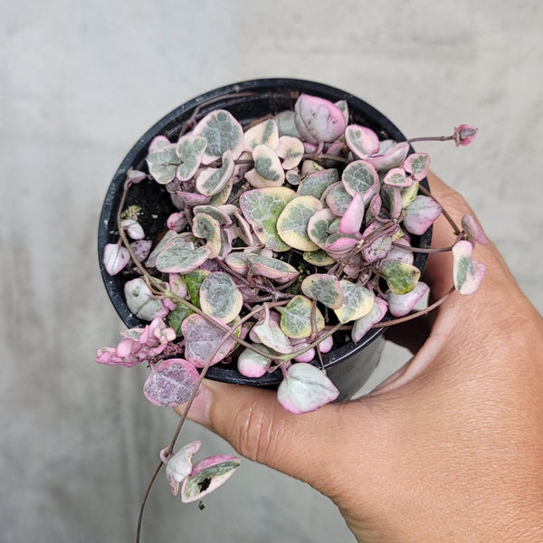 Variegated String OF Hearts