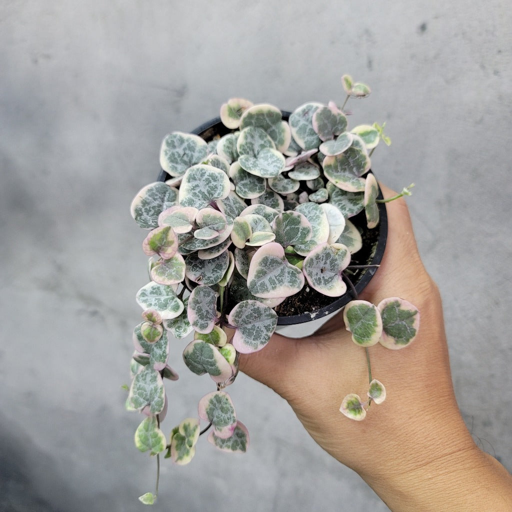 HOUSEPLANTS - VARIEGATED STRING OF HEARTS - 4"